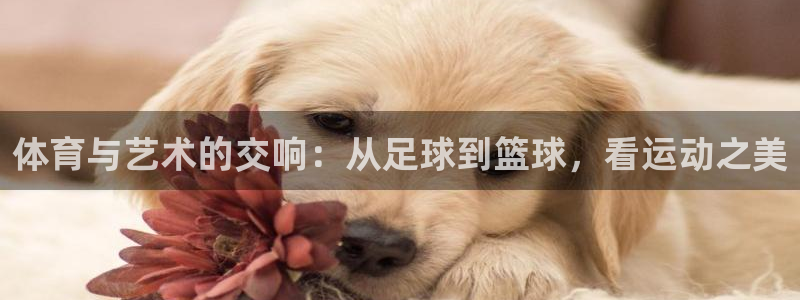 vsport体育官网下载平台是正规平台吗：体育与艺术的交响：